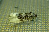 Hedya nubiferana