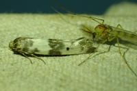 Enolmis acanthella