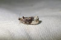 Hedya nubiferana