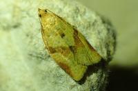 Clepsis consimilana