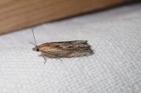 Eucosma
