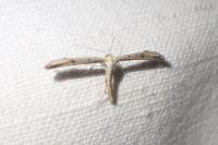 Emmelina monodactyla