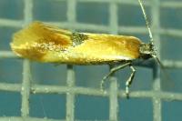 Batia lunaris