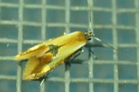 Batia lunaris