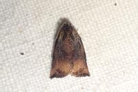 Archips podana