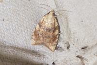 Aleimma loeflingiana