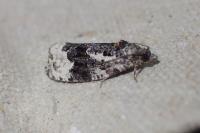 Apotomis turbidana