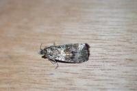 Celypha lacunana