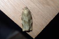 Choristoneura hebenstreitella
