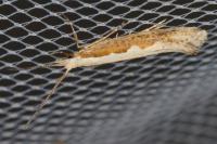 Plutella xylostella