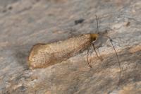 Nematopogon