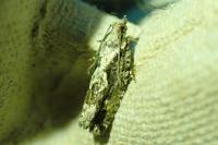 Zeiraphera isertana