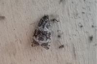 Celypha lacunana