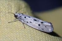 Ethmia dodecea