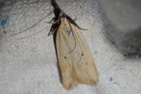 Dichomeris limosella
