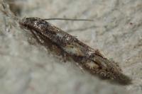 Mompha miscella