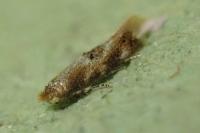 Bucculatrix ulmella