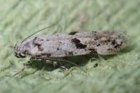 Stenolechiodes pseudogemmellus