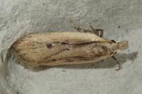 Nothris congressariella