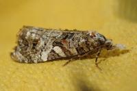 Phtheochroa rugosana