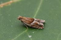 Ancylis comptana