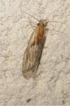 Eucosma