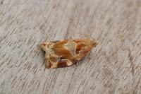 Archips xylosteana