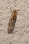 Eucosma