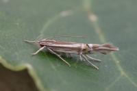 Cosmopterix lienigiella