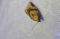 Clepsis consimilana
