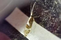 Eidophasia syenitella