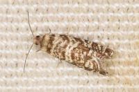 Epinotia tedella