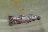 Elachista serricornis
