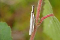 Pleurota bicostella