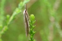 Pleurota bicostella