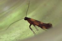 Euspilapteryx auroguttella