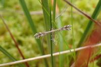Buckleria paludum