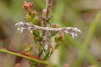 Buckleria paludum