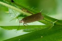 Acompsia cinerella