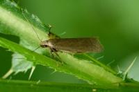 Acompsia cinerella