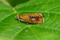 Olethreutes arcuella