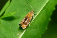 Olethreutes arcuella