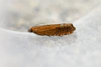 Lathronympha strigana