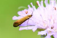 Nemophora metallica