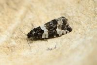 Argyroploce bipunctana