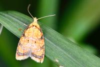 Acleris bergmanniana