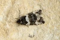 Argyroploce bipunctana