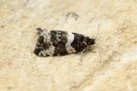 Argyroploce bipunctana