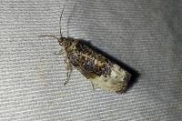 Hedya nubiferana