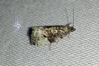 Hedya pruniana